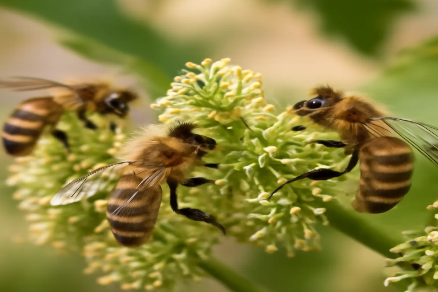 Abeille butinant une fleur de vigne sur les coteaux du Jurançon